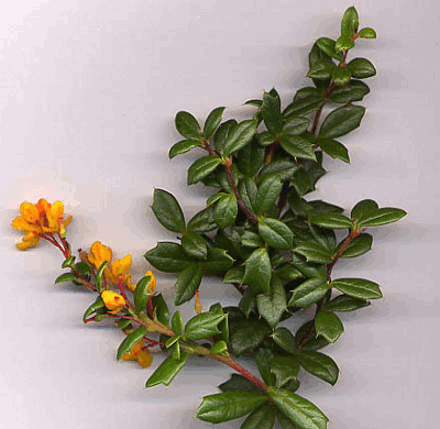 BERBERIDACEAE