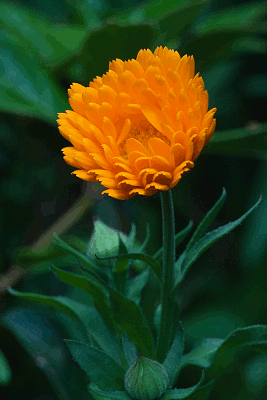 Calendula_officinalis