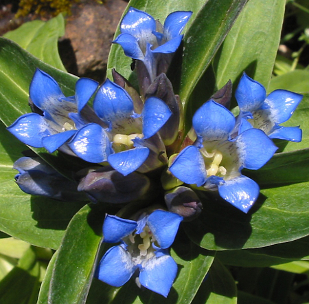 Gentiana_cruciata.jpg