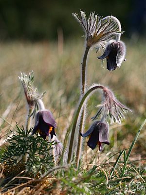 Pulsatilla_grandis