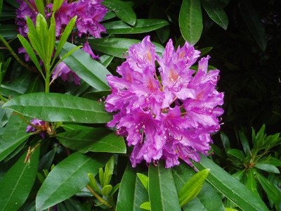 RHODODENDRON.jpg