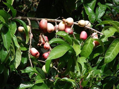 Syzygium