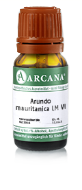 arundo-mauritanica