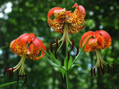 LILIUM SUPERBUM